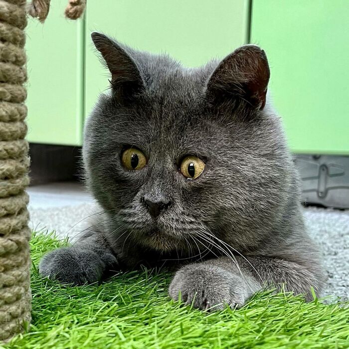 A Slightly Strange And Funny-Looking Cat Continues To Win Hearts Online (New Pics) A Slightly Strange And Funny-Looking Cat Continues To Win Hearts Online (New Pics)