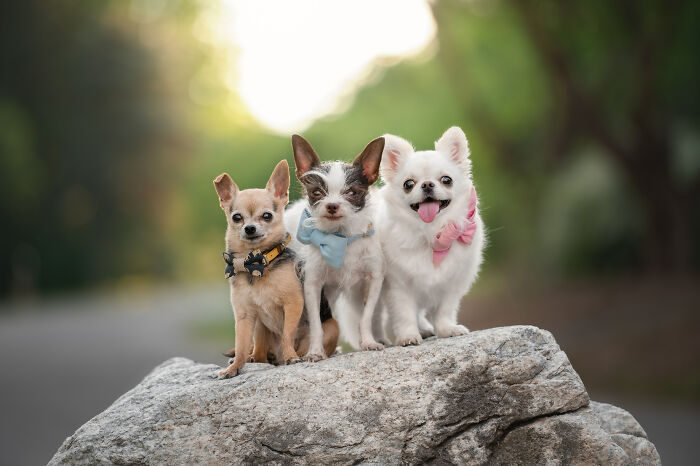 I Photographed Adorable Dogs And They Look So Dreamy!