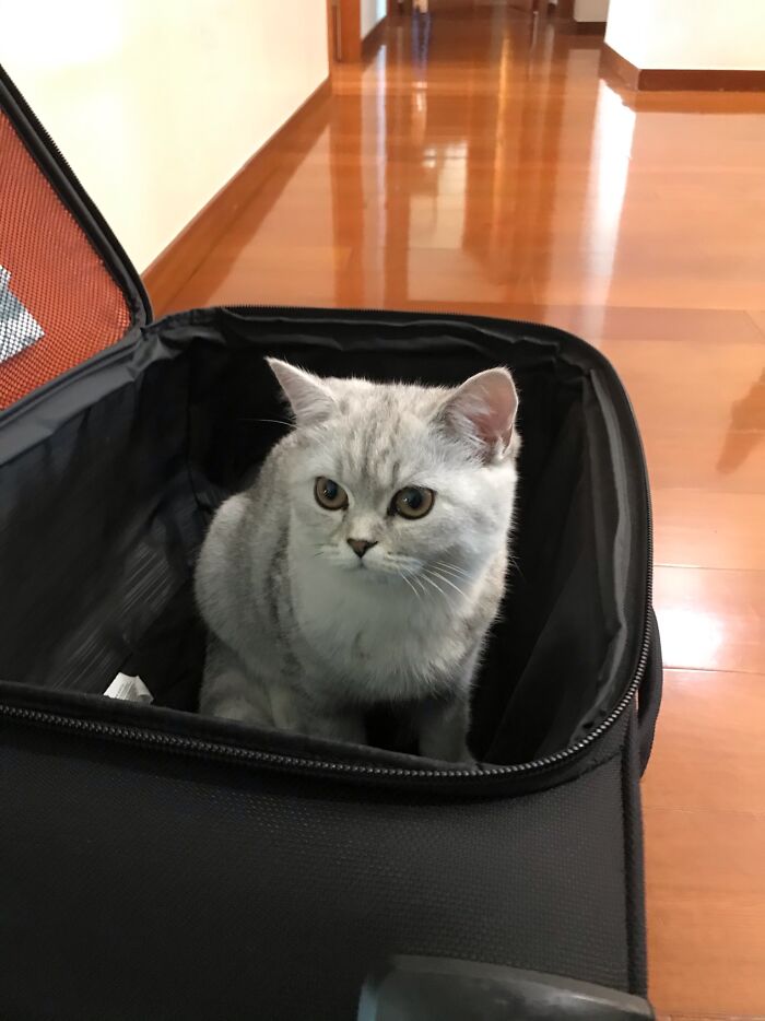 Part One: My First Cat In My Dad's Suitcase When She Was Just A Baby