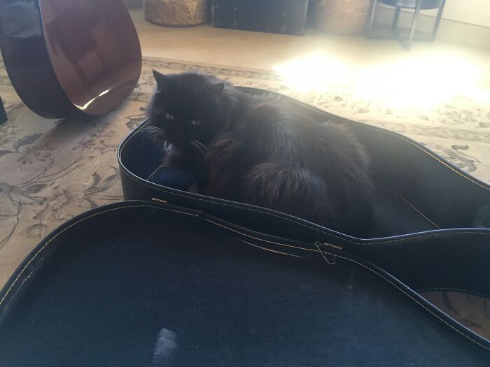 My Cat In My Guitar Case :)