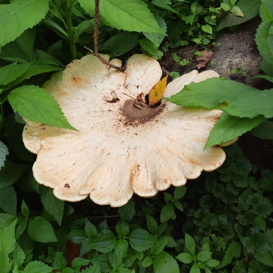 Fairy Forager Fairy Forager