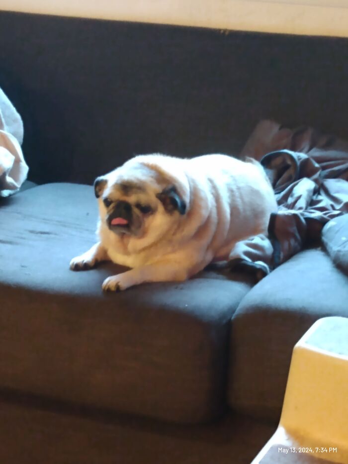14yr Old Pug Sookie Trying To Figure Out Why She Doesn't Get All The Foods