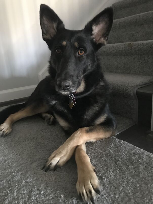 Meet Keena, Rescued At 2.5 Years Old. She Was One Of A Group Of Over 400 Pure-Bred German Shepherds In A Puppy Mill, Seized From The Hoarder Owner And Sent To Shelters Around The Country
