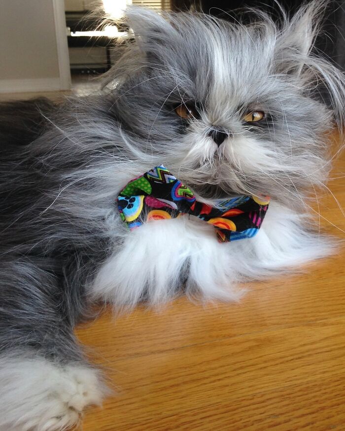 Fluffiest Of Them All: This Werewolf Cat Is Winning Hearts Worldwide Fluffiest Of Them All: This Werewolf Cat Is Winning Hearts Worldwide