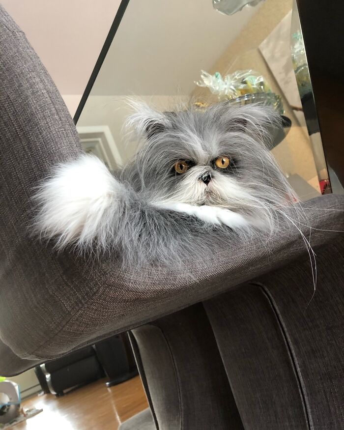 Fluffiest Of Them All: This Werewolf Cat Is Winning Hearts Worldwide Fluffiest Of Them All: This Werewolf Cat Is Winning Hearts Worldwide