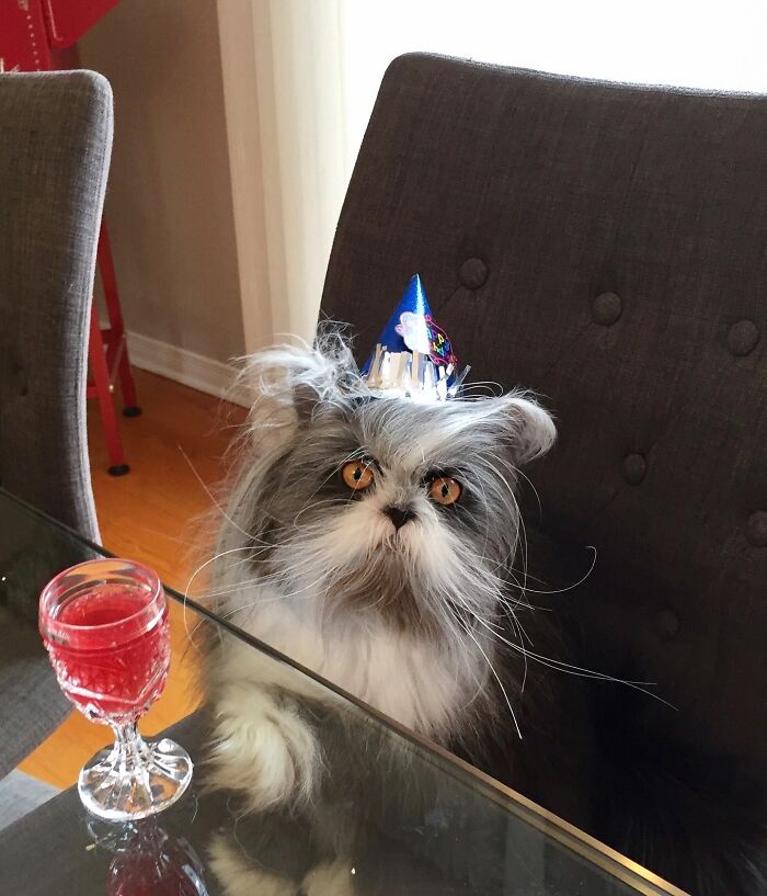 Fluffiest Of Them All: This Werewolf Cat Is Winning Hearts Worldwide Fluffiest Of Them All: This Werewolf Cat Is Winning Hearts Worldwide