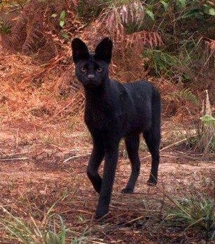 Melanistic-Serval4.jpg