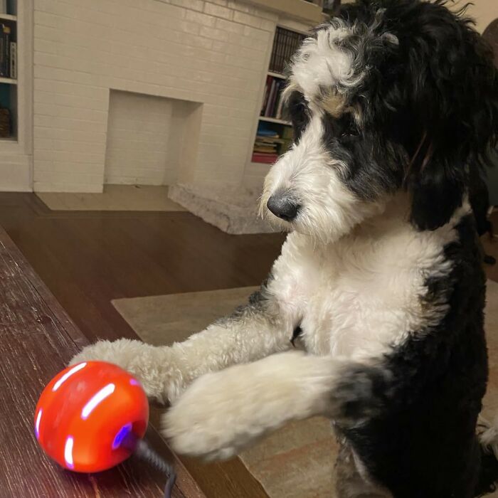 A Boring Game Of Fetch Is A Thing Of The Past With This Interactive Dog Ball That Will Be Your Pup’s New Favorite Plaything 