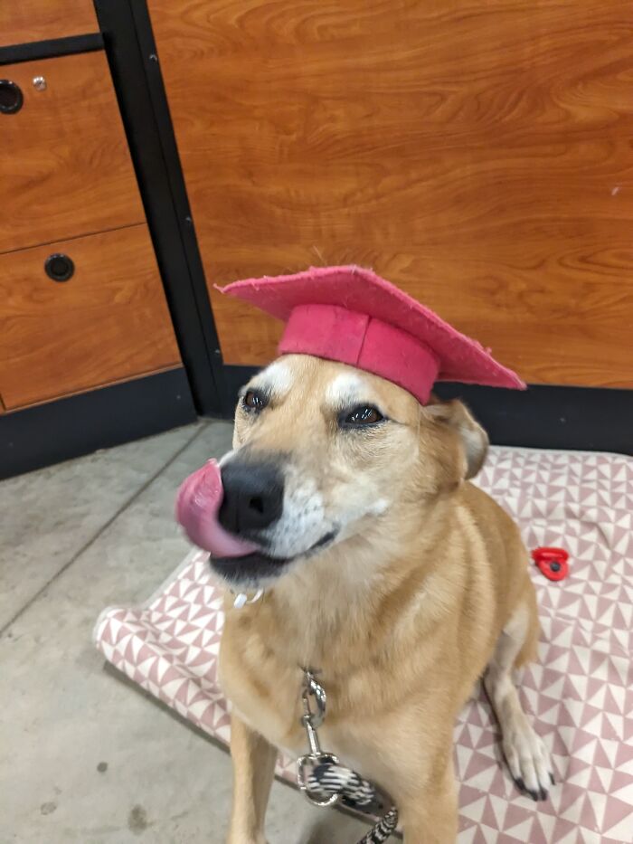 My Service Dog After She Graduated Looking Evil Because She Knows She's About To Run My School