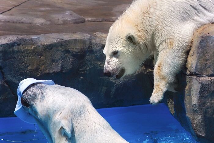 12 Adorable Portraits Of Polar Bear Mother Playing With Her Cub In The Water That I Took At The Zoo
