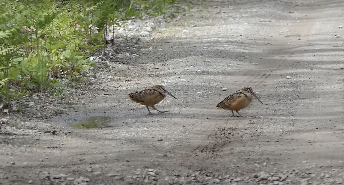 American Woodcock Becomes Internet’s Favorite With Its Weird Way Of Walking