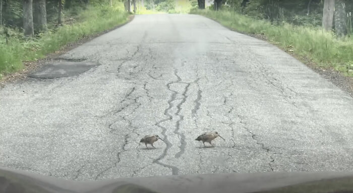 American Woodcock Becomes Internet’s Favorite With Its Weird Way Of Walking