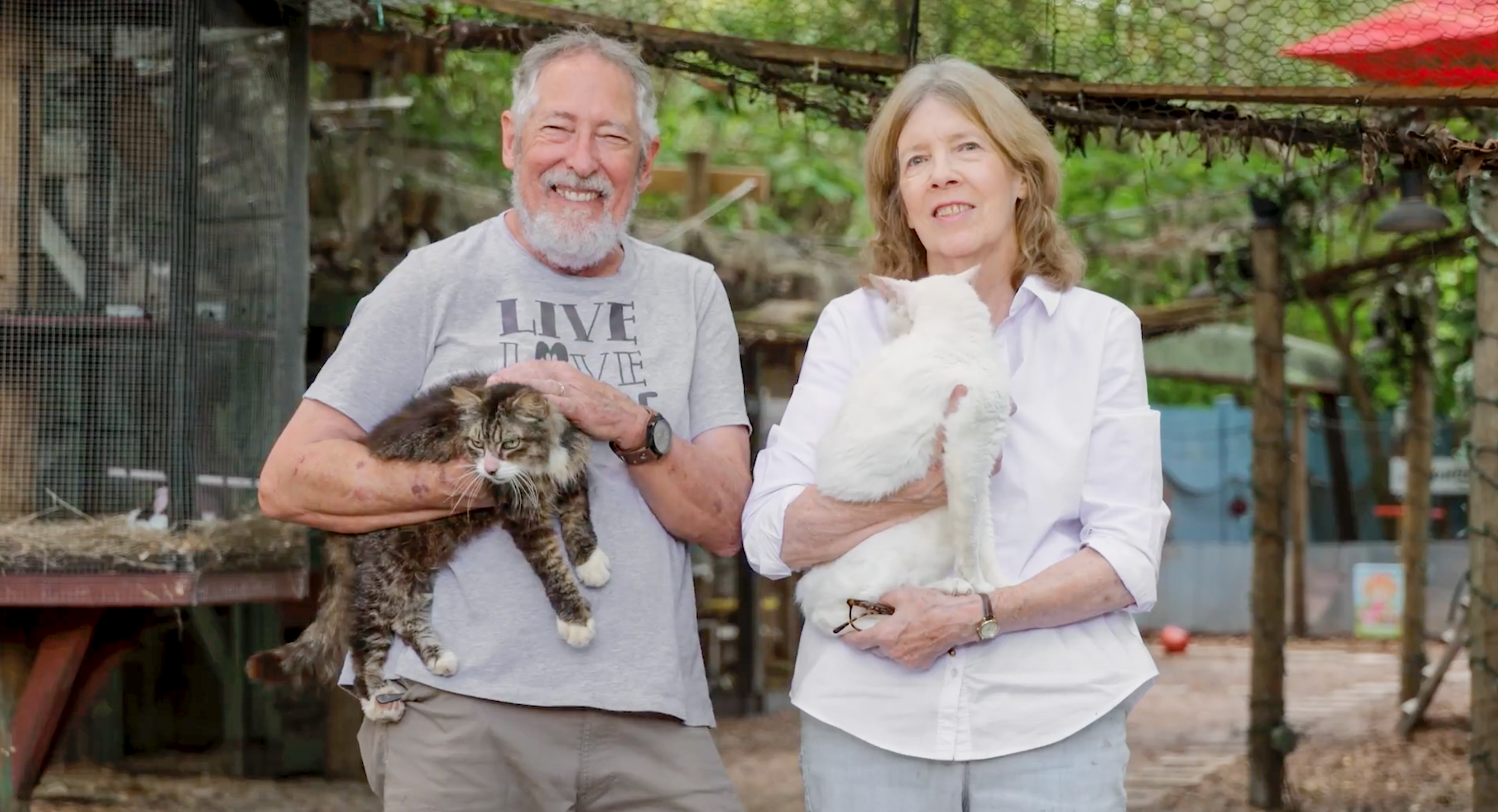 This Retirement Cat Village Has 17 Cats That Live Out Their Days In Mini Cottages This Retirement Cat Village Has 17 Cats That Live Out Their Days In Mini Cottages