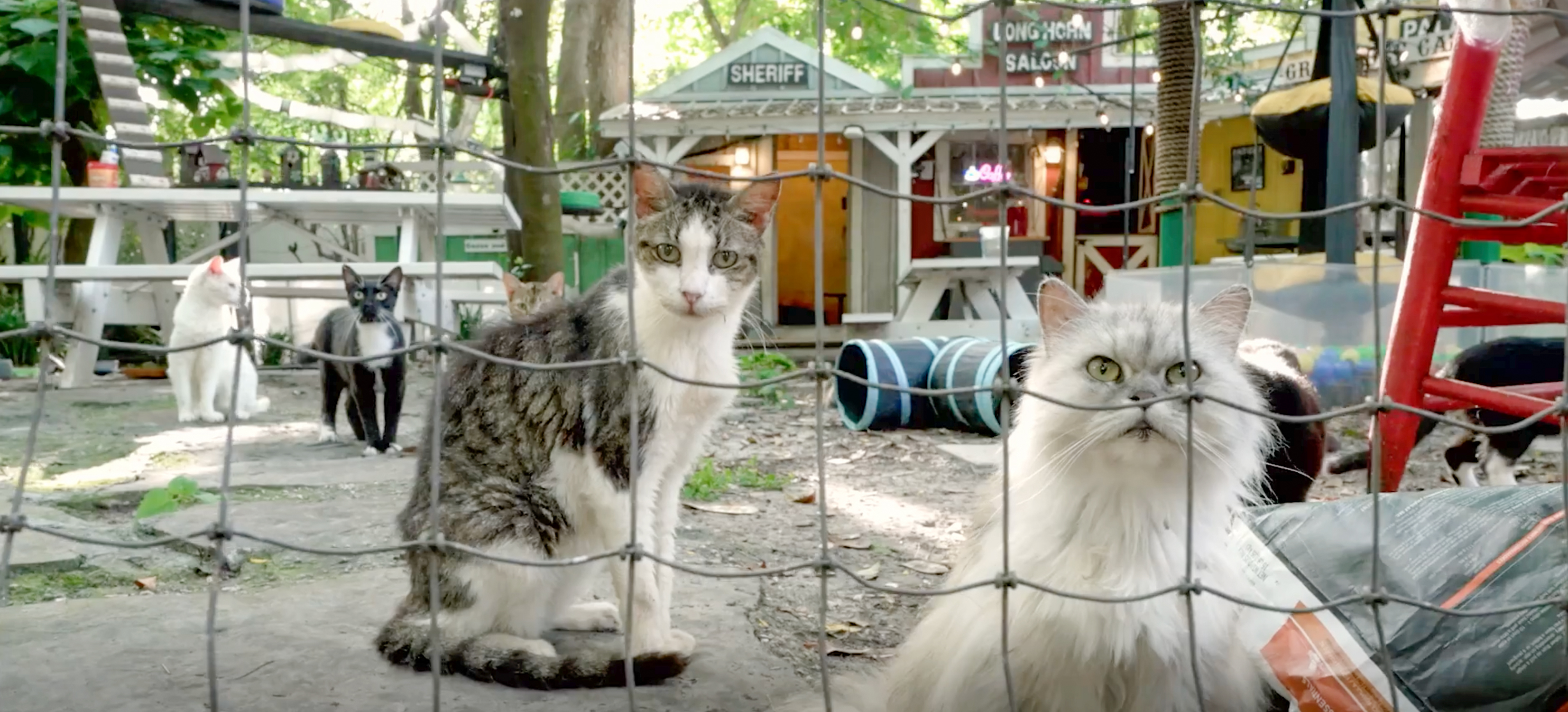 This Retirement Cat Village Has 17 Cats That Live Out Their Days In Mini Cottages This Retirement Cat Village Has 17 Cats That Live Out Their Days In Mini Cottages