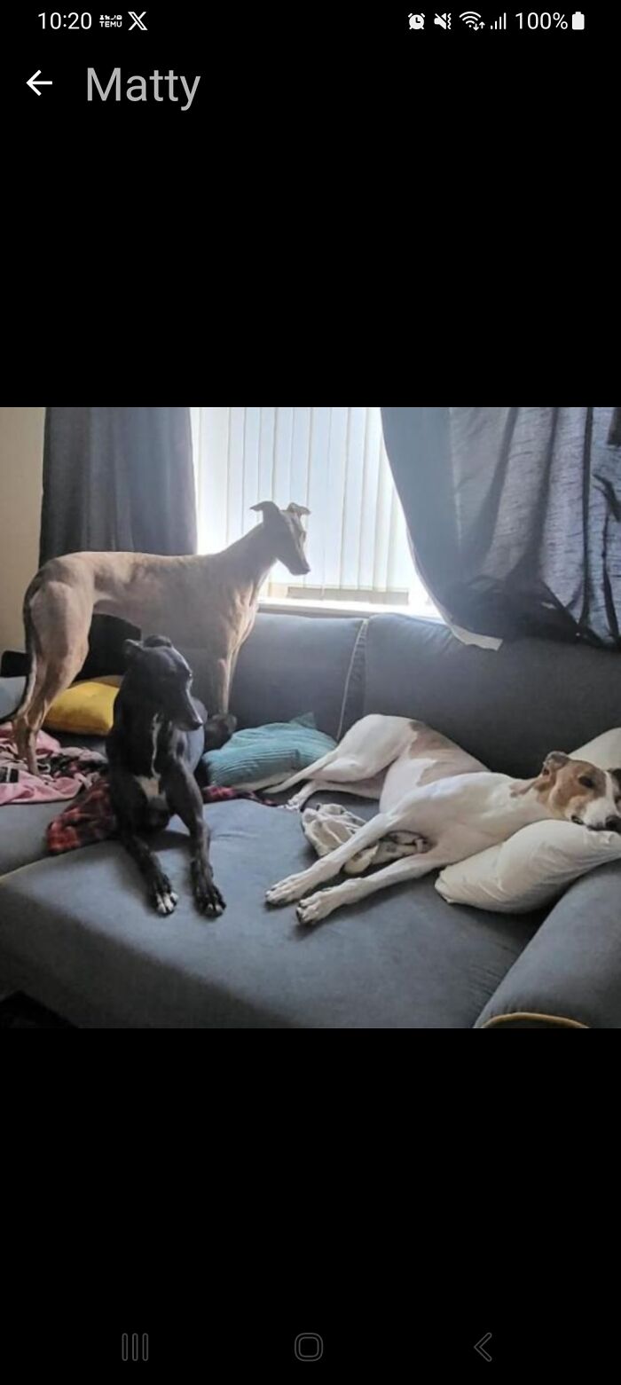 Meet Leo, Sahara And Sage Our 3 Rescue Greyhounds