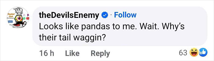 Outrage After Zoo’s Panda Exhibit Turns Out To Be Dogs Dyed Black And White Outrage After Zoo’s Panda Exhibit Turns Out To Be Dogs Dyed Black And White