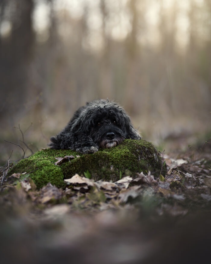 I Photographed Adorable Dogs And They Look So Dreamy!