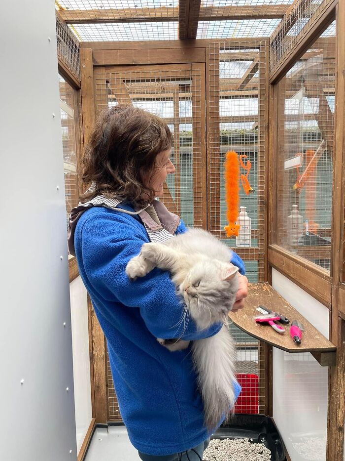 This Retirement Cat Village Has 17 Cats That Live Out Their Days In Mini Cottages This Retirement Cat Village Has 17 Cats That Live Out Their Days In Mini Cottages