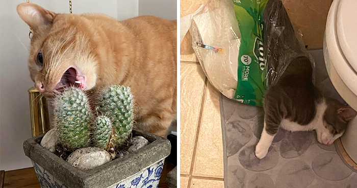 “That’s Just Not Right”: 50 Times Cats Were Acting So Weird, Owners Just Had To Take A Pic (New Pics)