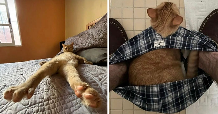 81 Pics Of Goofy Animals That Might Be The Best Remedy When You’re Feeling Down