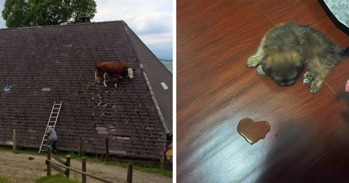81 Absurd And Funny Animal Pics To Make Your Day, As Shared On This IG Page
