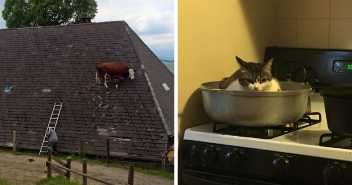 81 Pics Of Animals Being Their Hilarious Selves To Make Your Day