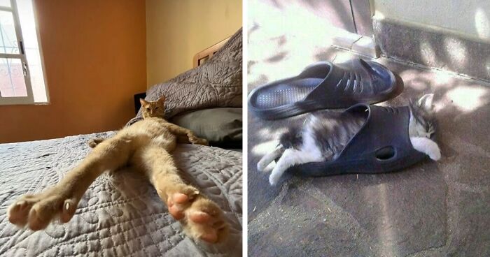 81 Absurd And Funny Animal Pics To Make Your Day, As Shared On This IG Page