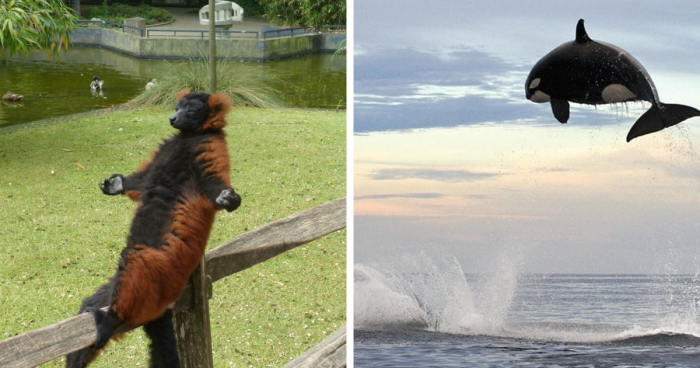 Red ruffed lemur lounging on a fence and orca whale leaping out of the ocean in amazing animal photos.