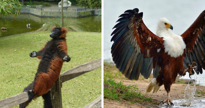 80 Absolutely Incredible Shots Of Animals That Had To Be Shared On This Group