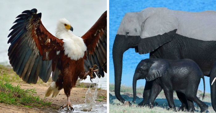 80 Absolutely Incredible Shots Of Animals That Had To Be Shared On This Group