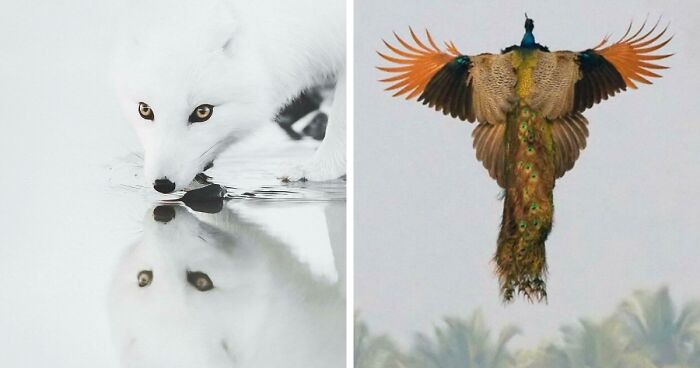 80 Amazing Photos That Might Make You Love Animals Even More