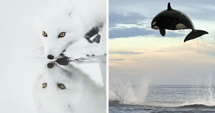 80 Amazing Photos That Might Make You Love Animals Even More
