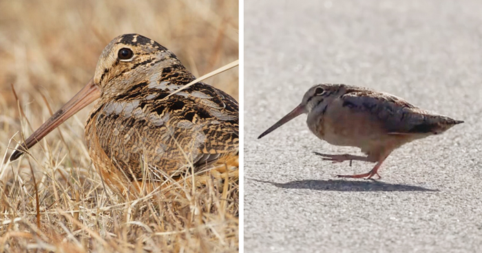 American Woodcock Becomes Internet’s Favorite With Its Weird Way Of Walking