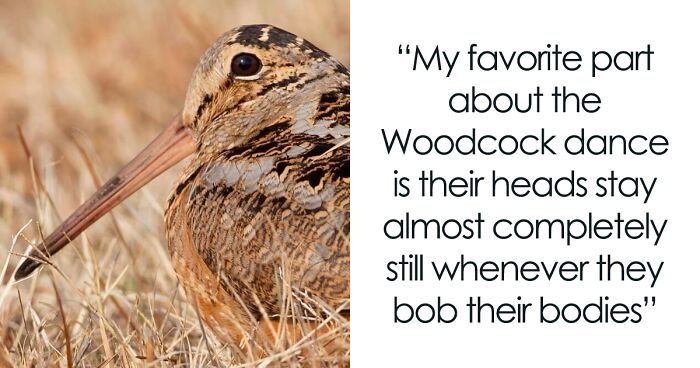 American Woodcock Is Melting Hearts With Its Famous ‘Sky Dance’
