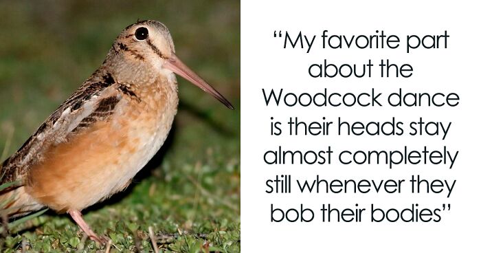 American Woodcock Is Melting Hearts With Its Famous ‘Sky Dance’