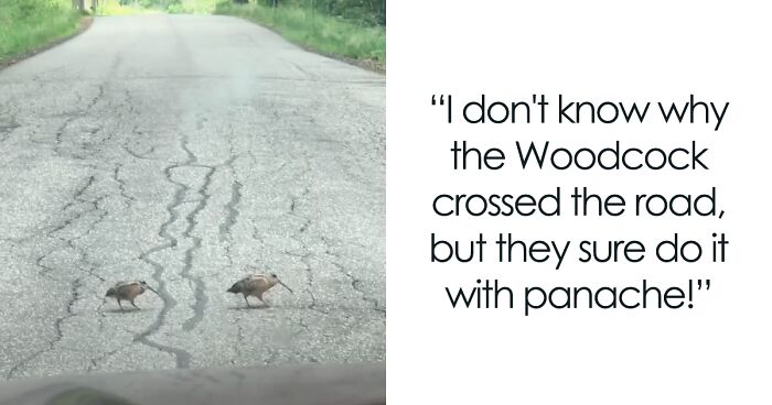American Woodcock Becomes Internet’s Favorite With Its Weird Way Of Walking