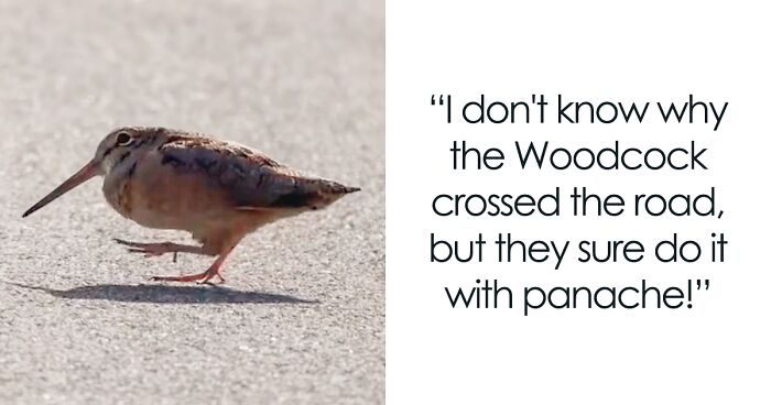 American Woodcock Becomes Internet’s Favorite With Its Weird Way Of Walking