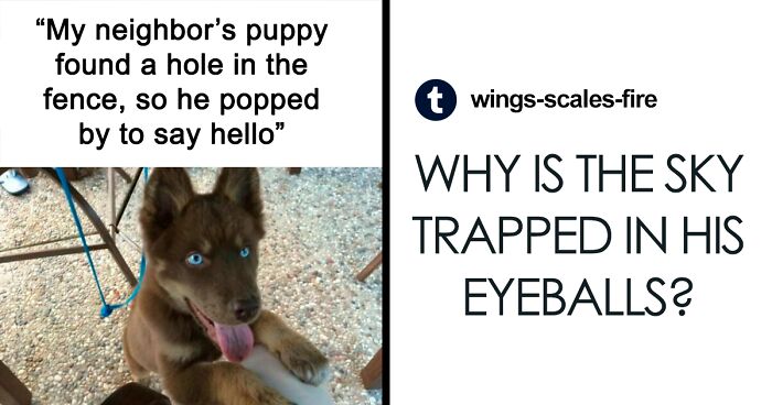 102 Hilarious Animal Memes Shared By This Instagram Page