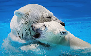 12 Adorable Portraits Of Polar Bear Mother Playing With Her Cub In The Water That I Took At The Zoo