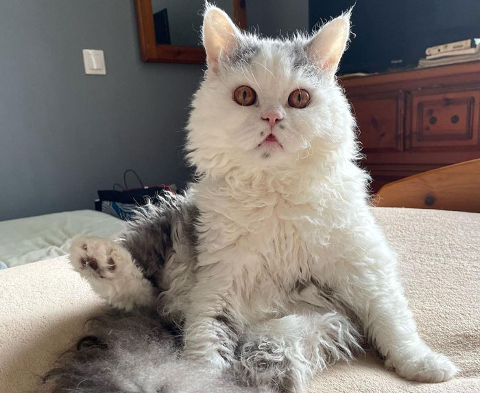 close up view of Selkirk rex cat