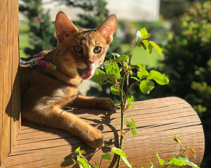 Chausie cat with tongue hanging out