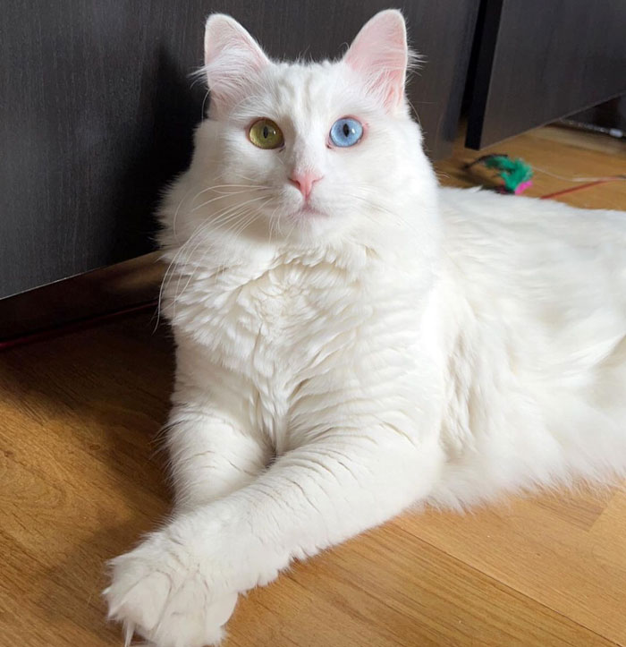 close up view of Turkish Van cat with different colors of eyes