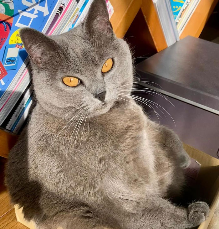 close up view of Chartreux cat