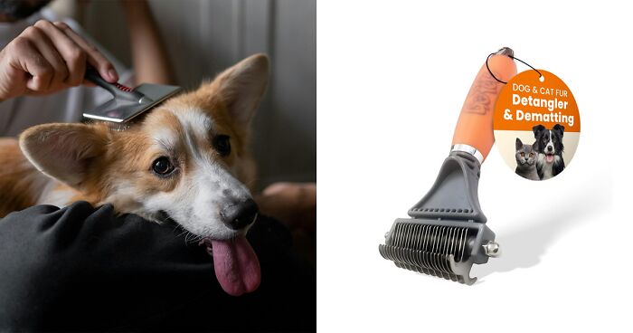 Best Dog Brush For Any Grooming Situation: 2024 Edition