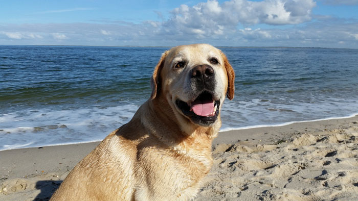 Labrador Retriever  sitting on a sea shore