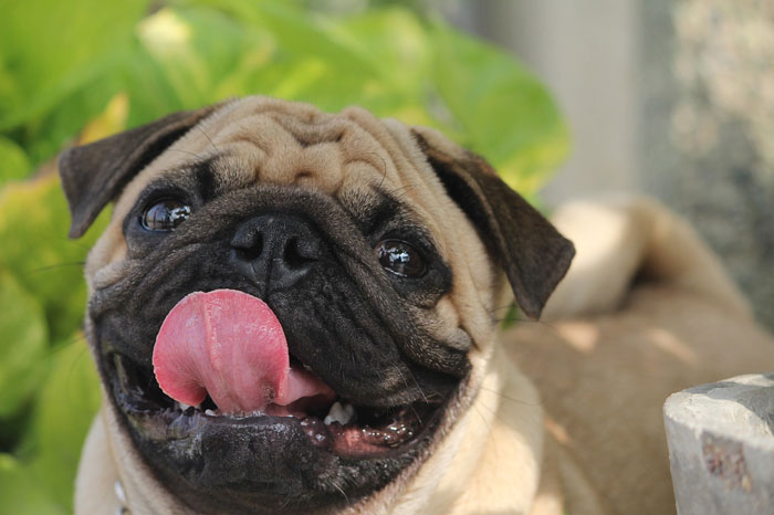 close up view of Pug