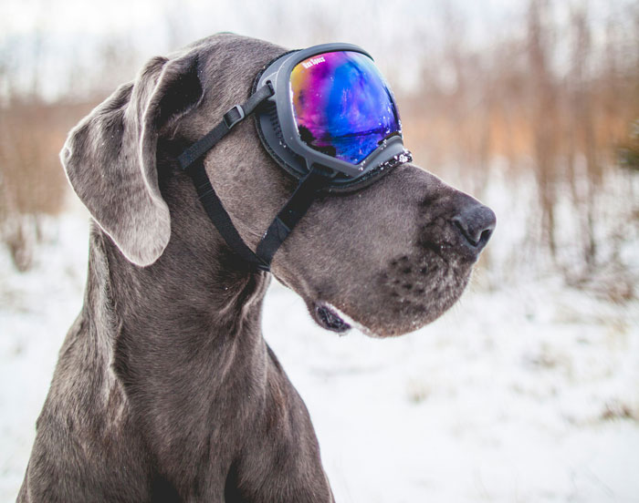 close up view of Great Dane don in the glasses