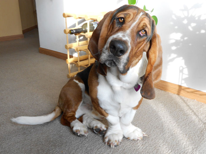 close up view of Basset Hounds 