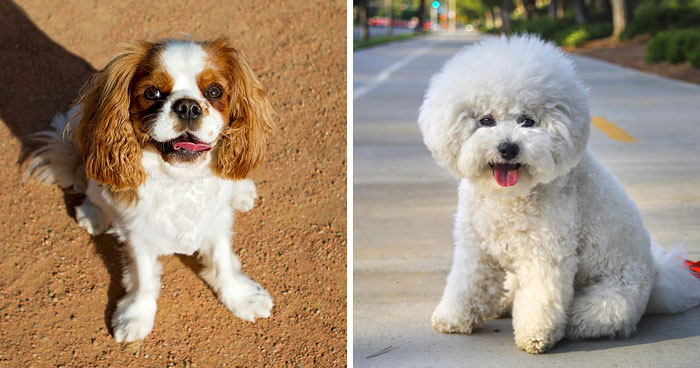 Top 10 Dog Breeds Ideal For First-Time Owners