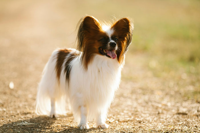 close up view of Papillon dog breed